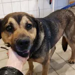 Pies do adopcji, Pniewo-Czeruchy, 22 grudnia 2020
