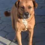 Pies do adopcji, Zielona Góra, 22 listopada 2022