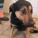 Pies do adopcji, Pniewo-Czeruchy, 7 marca 2019