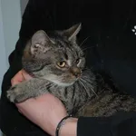 Kot do adopcji, Racławice, 18 listopada 2022
