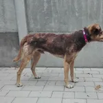Pies do adopcji, Orzechowce, 15 czerwca 2018