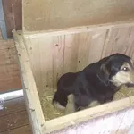 Pies do adopcji, Orzechowce, 20 grudnia 2017