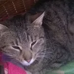 Kot do adopcji, Orzechowce, 25 listopada 2014