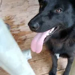 Pies do adopcji, Orzechowce, 21 czerwca 2019