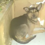 Pies do adopcji, Orzechowce, 6 kwietnia 2017