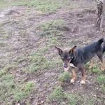 Pies do adopcji, Orzechowce, 14 grudnia 2012