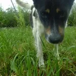 Pies do adopcji, Orzechowce, 19 czerwca 2012