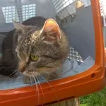 Kot do adopcji, Orzechowce, 12 lipca 2017