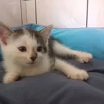 Kot do adopcji, Orzechowce, 29 czerwca 2017