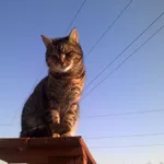 Kot do adopcji, Orzechowce, 3 października 2016