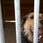 Pies do adopcji, Orzechowce, 10 maja 2017