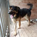 Pies do adopcji, Orzechowce, 21 kwietnia 2022