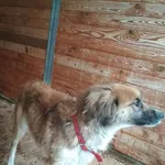 Pies do adopcji, Orzechowce, 22 grudnia 2017