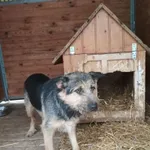 Pies do adopcji, Orzechowce, 9 lutego 2019