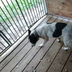 Pies do adopcji, Orzechowce, 29 września 2018