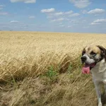 Pies do adopcji, Orzechowce, 4 sierpnia 2014