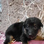 Pies do adopcji, Kielce, 23 listopada 2022