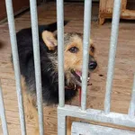 Pies do adopcji, Orzechowce, 31 lipca 2022