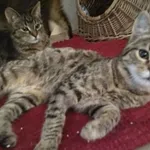 Kot do adopcji, Orzechowce, 16 grudnia 2017