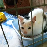 Kot do adopcji, Orzechowce, 8 września 2021