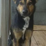 Pies do adopcji, Orzechowce, 28 października 2017