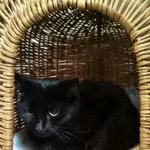 Kot do adopcji, Orzechowce, 8 października 2018