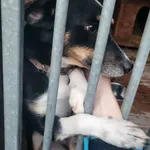 Pies do adopcji, Orzechowce, 12 października 2022