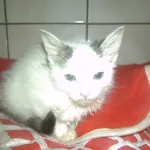 Kot do adopcji, Orzechowce, 7 lipca 2017
