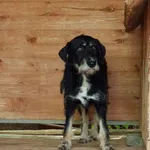 Pies do adopcji, Orzechowce, 28 września 2022