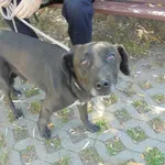 Znaleziono psa, Radom, 13 września 2016