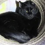 Znaleziono kota, Łódź, 15 października 2021