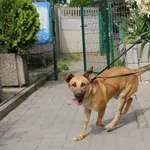 Znaleziono psa, Łódź, 13 lipca 2021