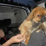 Znaleziono psa, Radom, 10 czerwca 2017