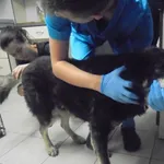 Znaleziono psa, Radom, 4 lipca 2017