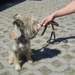 Znaleziono psa, Radom, 4 lipca 2015
