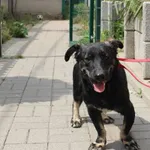 Znaleziono psa, Łódź, 25 lipca 2021
