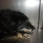 Znaleziono psa, Radom, 21 września 2016
