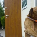 Znaleziono psa, Radom, 22 czerwca 2015