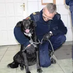 Znaleziono psa, Łódź, 14 lutego 2019