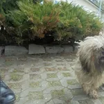 Znaleziono psa, Radom, 13 kwietnia 2017