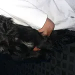 Znaleziono psa, Radom, 30 kwietnia 2015
