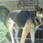 Znaleziono psa, Radom, 9 lipca 2017