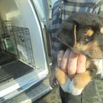 Znaleziono psa, Radom, 13 czerwca 2017