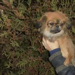 Znaleziono psa, Radom, 14 listopada 2016