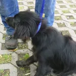 Znaleziono psa, Radom, 29 czerwca 2015