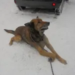 Znaleziono psa, Radom, 13 stycznia 2017