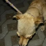Znaleziono psa, Radom, 29 sierpnia 2015