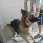 Znaleziono psa, Radom, 28 czerwca 2017