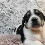 Pies do adopcji, Kielce, 24 listopada 2022