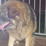 Znaleziono psa, Radom, 30 listopada 2015